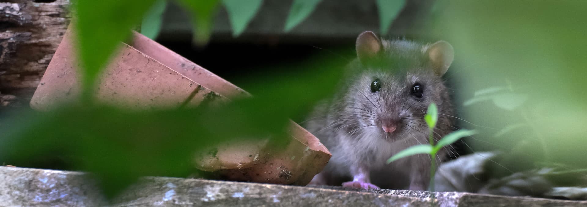 ¡Contrata el servicio de control de plagas en Lugo y A Coruña y despreocúpate!
