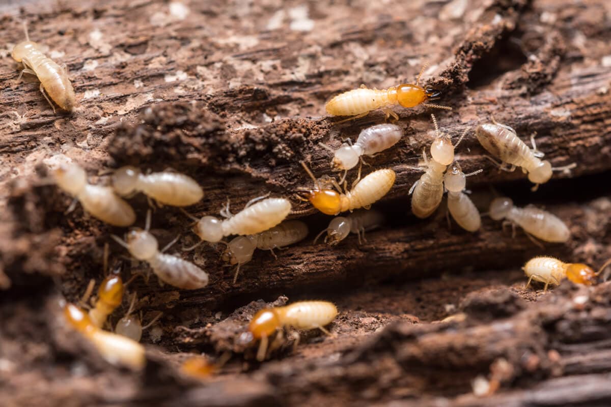 Control de plagas de termitas en Lugo
