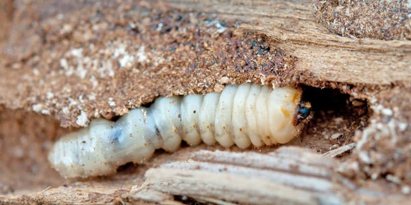 Plagas de madera