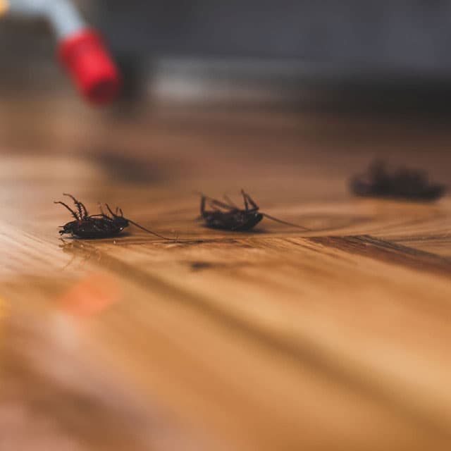 ¿Buscas una empresa de control de plagas en Lugo?